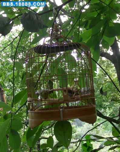 5.12大地震中的小雏鸟及地震记事（十四）