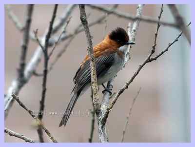 我和鸟儿的故事: 梦里鸟儿知多少（二）