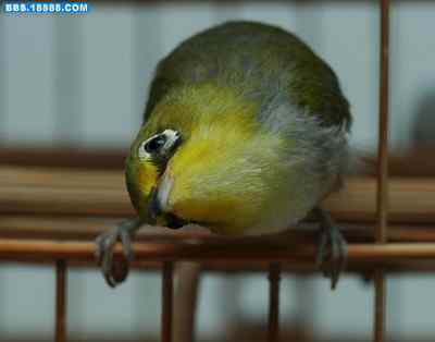 5.12大地震中的小雏鸟及地震记事（十六）