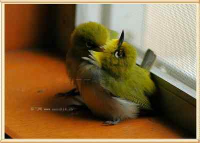 我和鸟儿的故事: 梦里鸟儿知多少(十二) 我和鸟儿的故事: 梦里鸟儿知多少(十二)