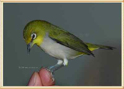 我和鸟儿的故事: 梦里鸟儿知多少(十二) 我和鸟儿的故事: 梦里鸟儿知多少(十二)