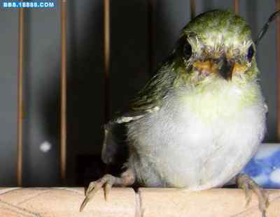 5.12大地震中的小雏鸟及地震记事（九）