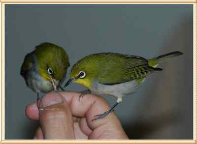 我和鸟儿的故事: 梦里鸟儿知多少(十二) 我和鸟儿的故事: 梦里鸟儿知多少(十二)