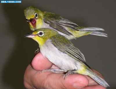 5.12大地震中的小雏鸟及地震记事（十六）