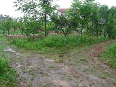 5.12大地震中的小雏鸟及地震记事（四）