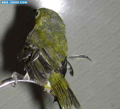 5.12大地震中的小雏鸟及地震记事（十四）