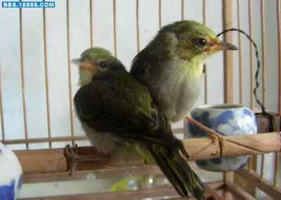 5.12大地震中的小雏鸟及地震记事（九）