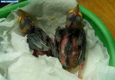 5.12大地震中的小雏鸟及地震记事（一）