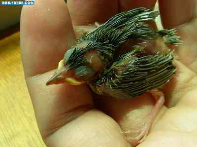 5.12大地震中的小雏鸟及地震记事（一）