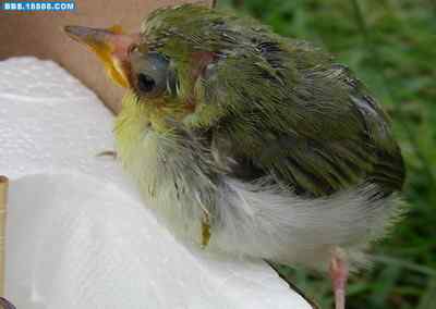 5.12大地震中的小雏鸟及地震记事（五）