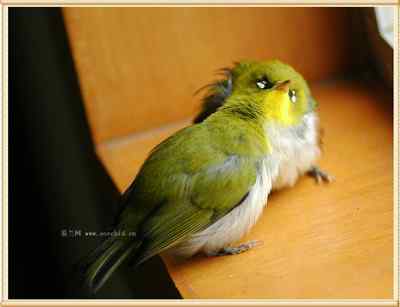 我和鸟儿的故事: 梦里鸟儿知多少(十二) 我和鸟儿的故事: 梦里鸟儿知多少(十二)