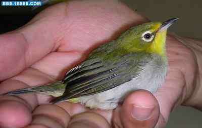 5.12大地震中的小雏鸟及地震记事（十六）