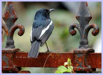 我和鸟儿的故事: 梦里鸟儿知多少（二）