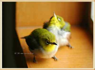 我和鸟儿的故事: 梦里鸟儿知多少(十二) 我和鸟儿的故事: 梦里鸟儿知多少(十二)