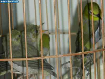 5.12大地震中的小雏鸟及地震记事（九）