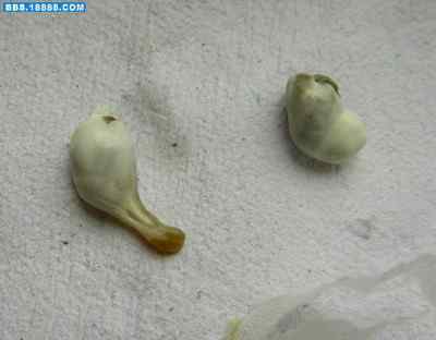 5.12大地震中的小雏鸟及地震记事（一）