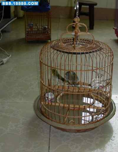 5.12大地震中的小雏鸟及地震记事（十四）