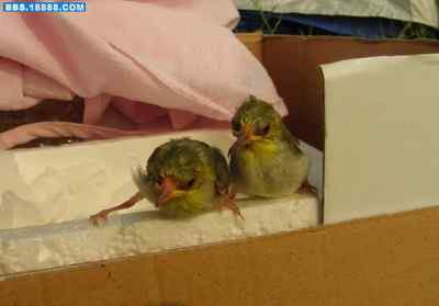 5.12大地震中的小雏鸟及地震记事（六）