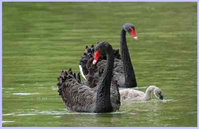 我和鸟儿的故事: 梦里鸟儿知多少（二）