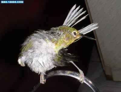 5.12大地震中的小雏鸟及地震记事（十四）