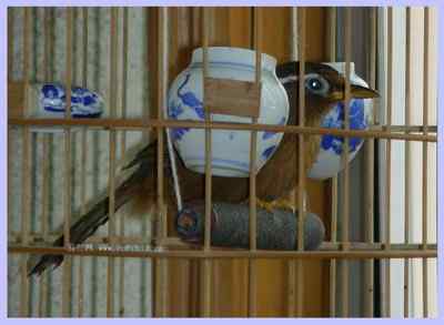 我和鸟儿的故事: 梦里鸟儿知多少（四）