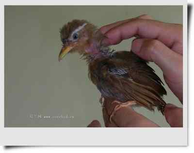 我和鸟儿的故事: 梦里鸟儿知多少（九)