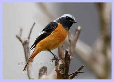 我和鸟儿的故事: 梦里鸟儿知多少（二）