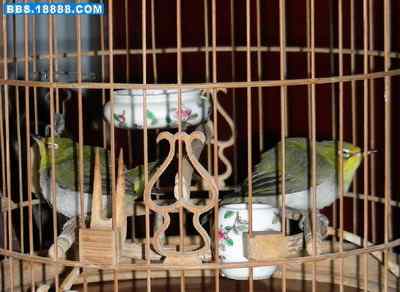 5.12大地震中的小雏鸟及地震记事（十四）