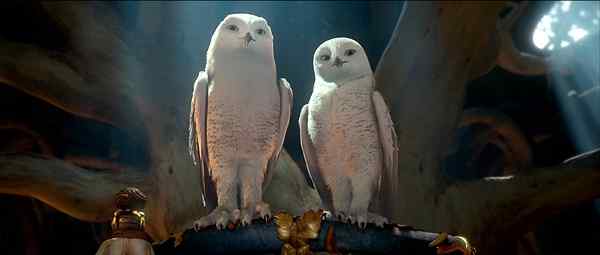 电影《守卫者传奇》中的猫头鹰知识大梳理 电影《守卫者传奇》中的猫头鹰知识大梳理