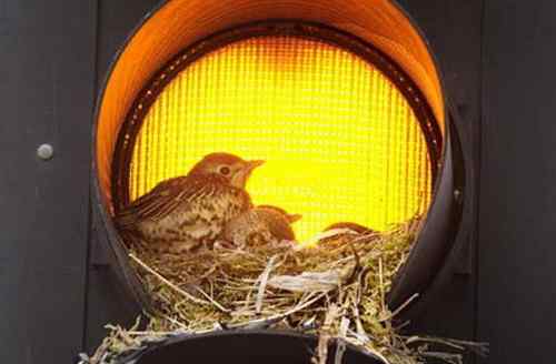 红绿灯里的画眉鸟巢