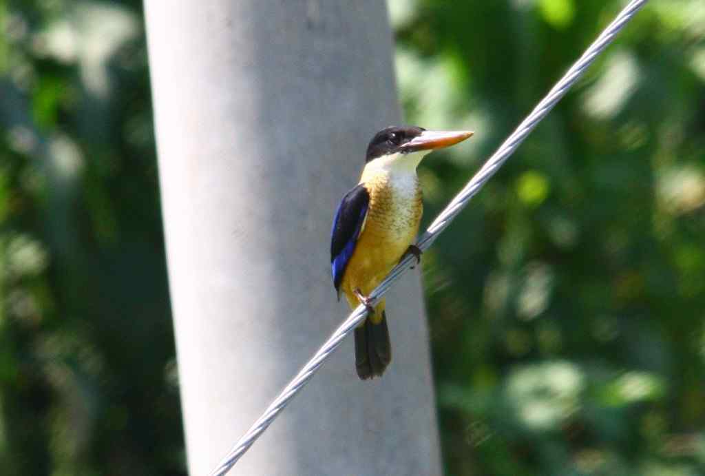 蓝翡翠,我的蓝精灵