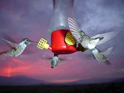 一个关于蜂鸟的网站:蜂鸟网