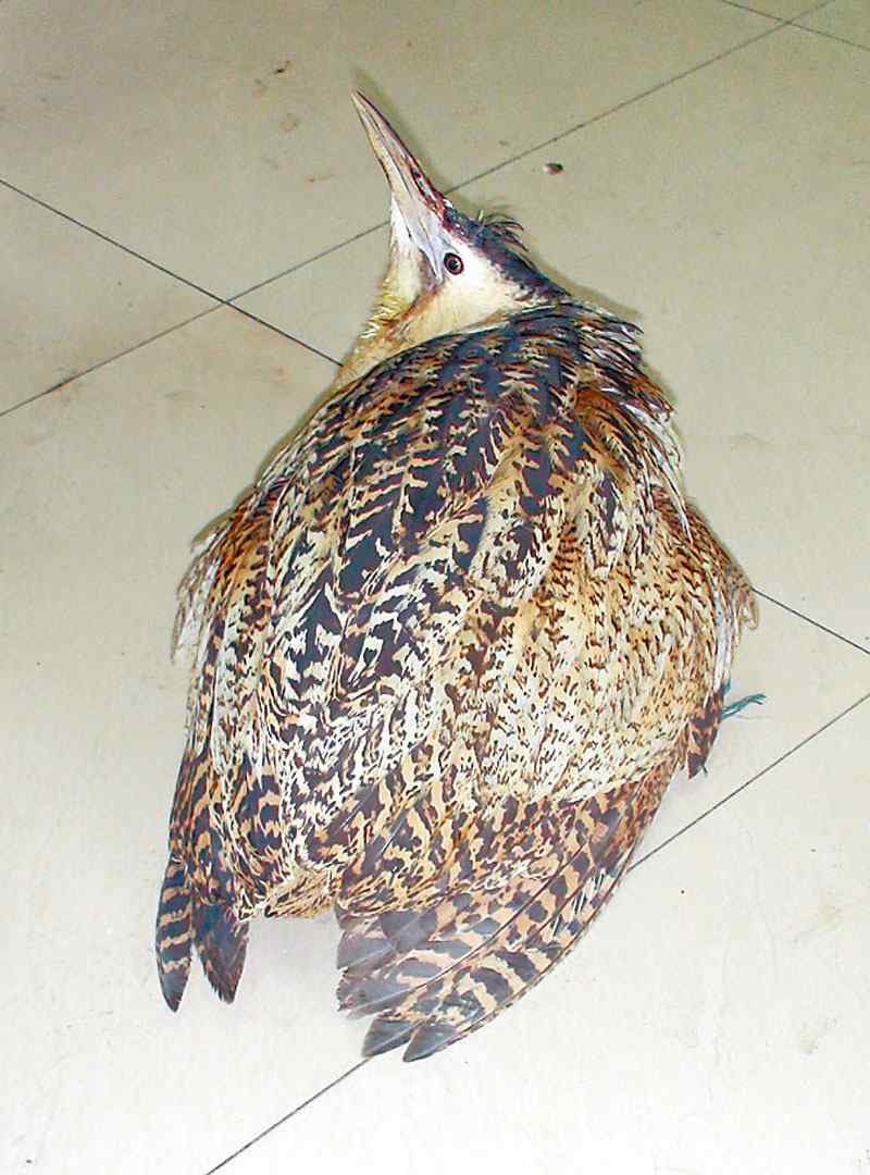 叫声像牛的怪鸟 原来是大麻鳽