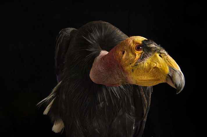 加州秃鹰 California Condor 起死回生