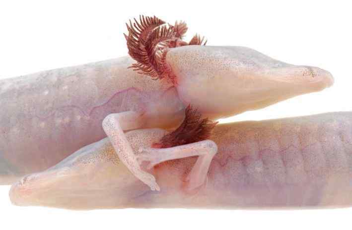 德州盲螈 德州无眼鲵