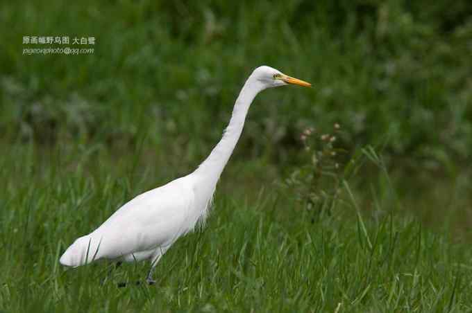 【鸟类介绍】大白鹭(da bai lu)-43