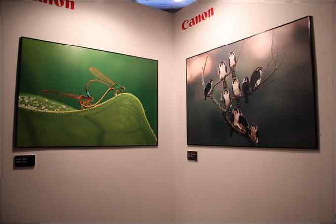 我的拙作《白腿小隼开早会》获“成龙奖”