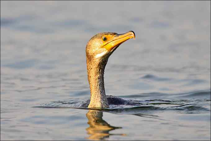 【鸟类介绍】普通鸬鹚（pu tong lu ci)-119