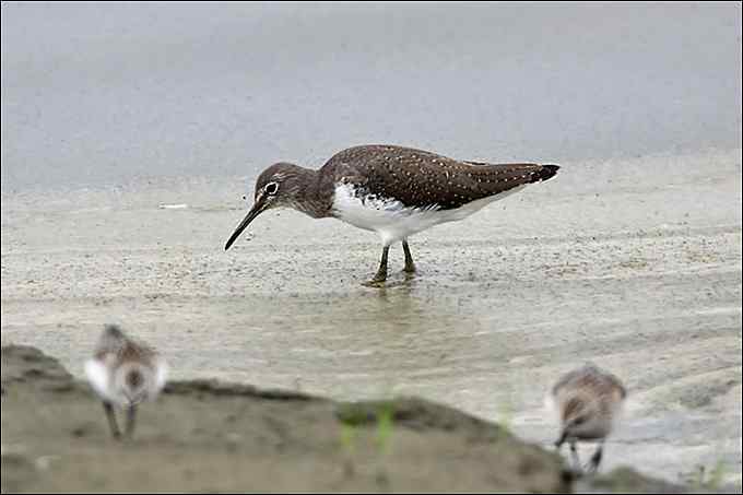 【鸟类介绍】矶鹬（ji yu) 144