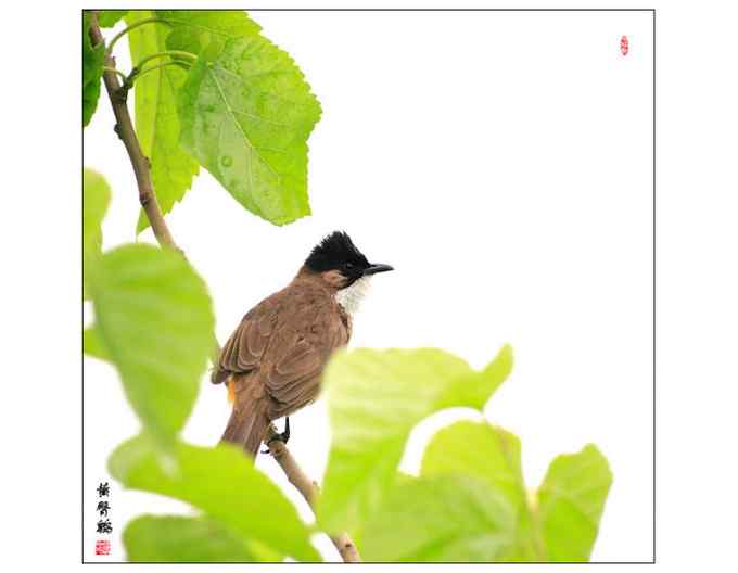 【鸟类介绍】黄臀鹎（huang tun bei）-37