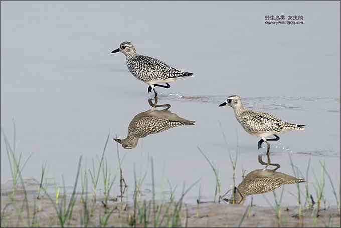 【鸟类介绍】灰斑鸻（hui ban heng） 146