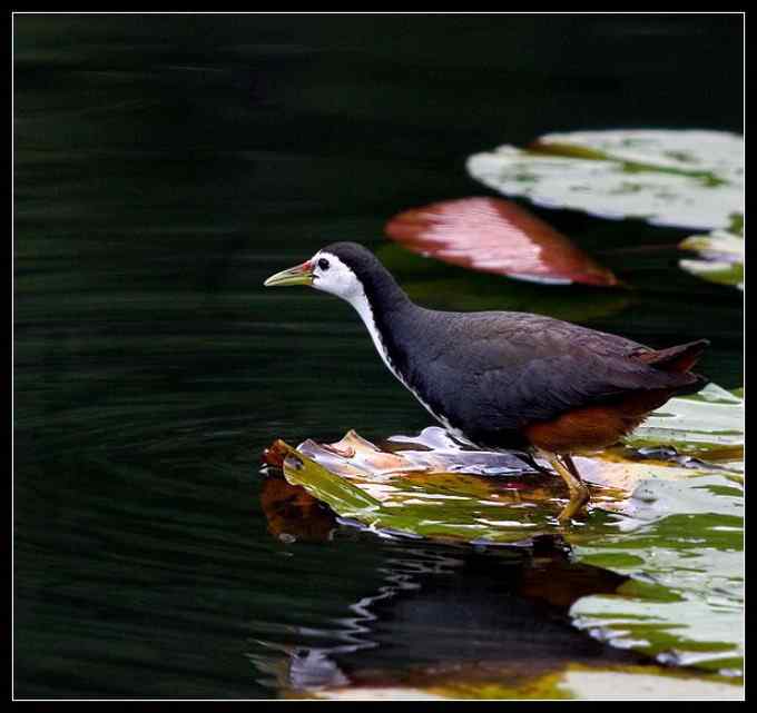 【鸟类介绍】白胸苦恶鸟(bai xiong ku e niao)-56