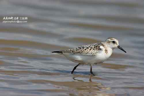 【鸟类介绍】三趾鹬(san zhi yu) 98