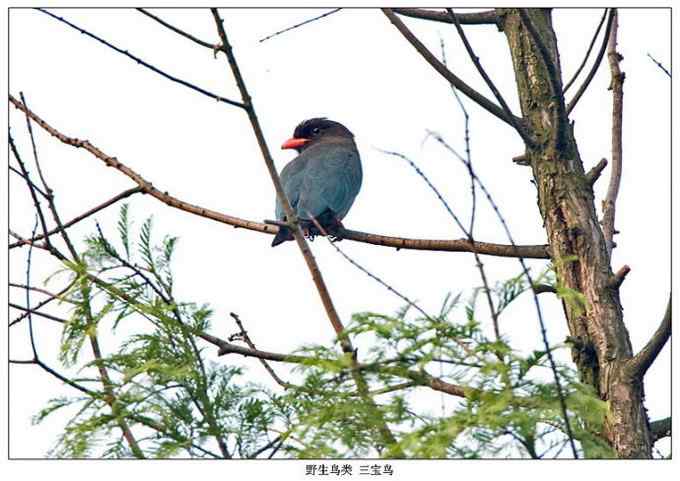【鸟类介绍】三宝鸟(san bao niao) 49