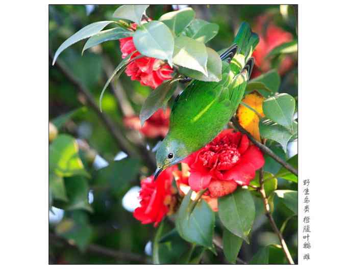 【鸟类介绍】橙腹叶鹎（cheng fu ye bei）-36