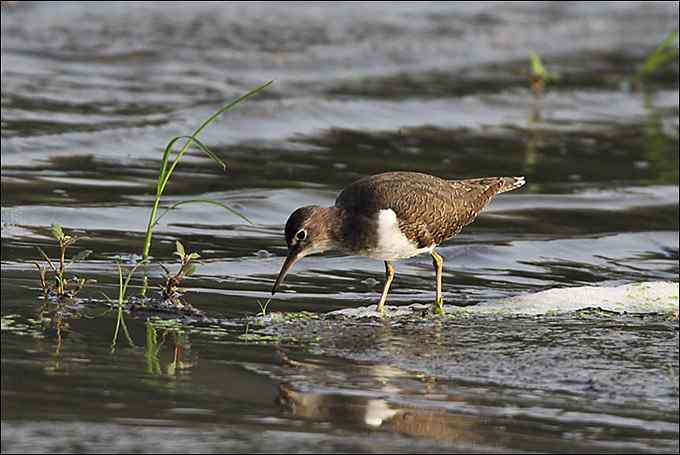 【鸟类介绍】矶鹬（ji yu)-144