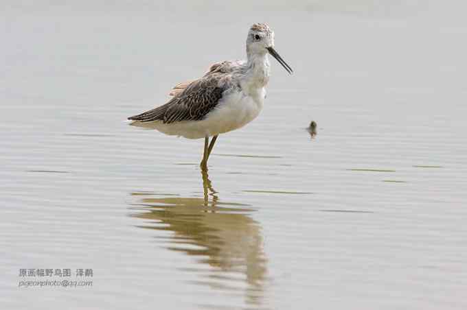 【鸟类介绍】泽鹬（ze yu)-31