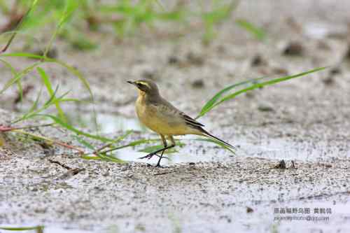 【鸟类介绍】黄鹡鸰(huang ji ling)-105