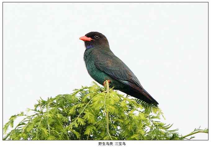 【鸟类介绍】三宝鸟(san bao niao)-49