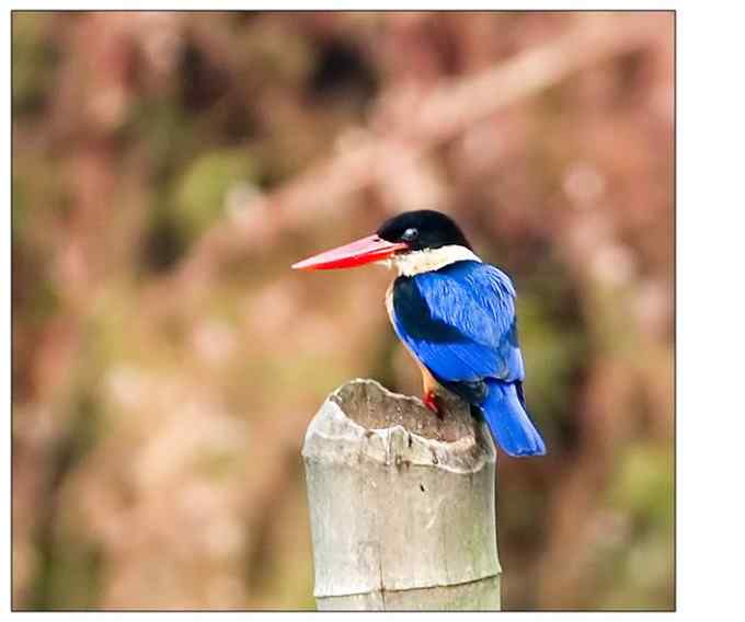 【鸟类介绍】蓝翡翠(lan fei cui)-26